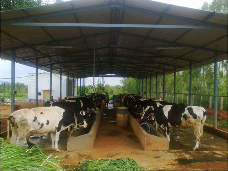 Gokul Dairy Firm